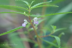 Impatiens mysorensis